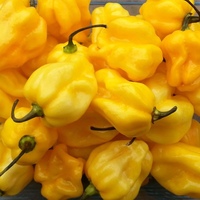 Habanero Yellow Chili